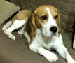 beagle-di-sei-anni-cerca-sua-prima-fidanzata-small-0
