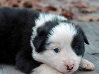 Cuccioli di border collie