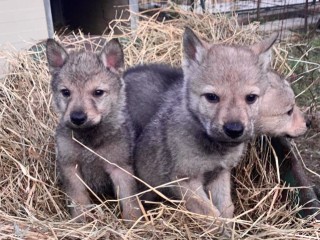 Cuccioli di Cane Lupo Cecoslovacco