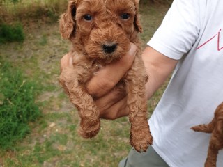 Cuccioli di Barboncini toy e nani