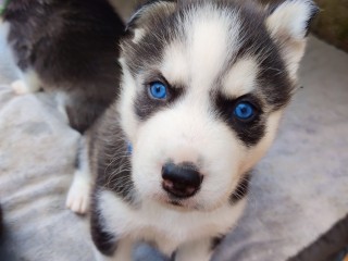 Cuccioli Siberian husky