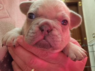 Bulldog francese