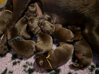 Cuccioli Labrador Chocolate con Pedigree