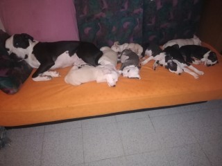 Cuccioli di amstaff American a Torino zona Mirafiori Nord