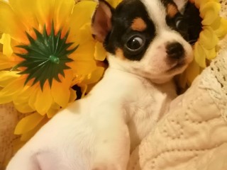 Cuccioli di chihuahua