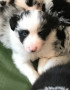 border-collie-blue-merle-small-1