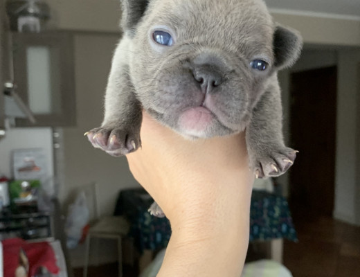 Cuccioli Bulldog francese blu