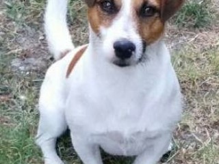 Accoppiamento Jack Russel Maschio Stallone Monta