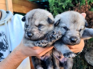 Cane lupo cecoslovacco