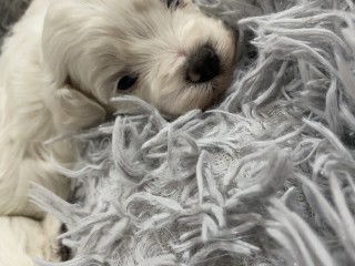 Cuccioli maltese