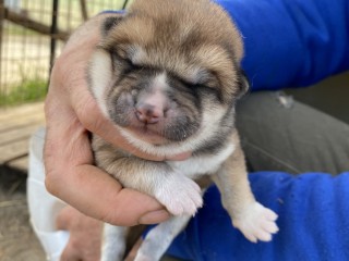 Akita inu cuccioli