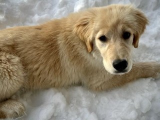 Golden Retriever Americano