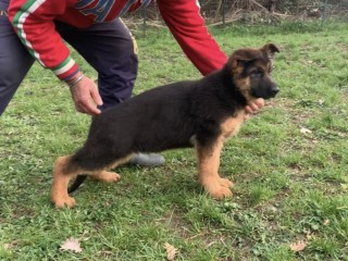 Cuccioli di pastore tedesco