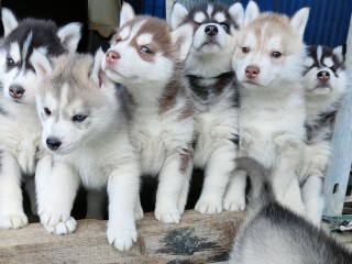 Cuccioli di siberian husky