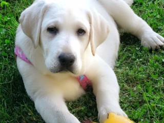 Cuccioli di Labrador con Pedigree