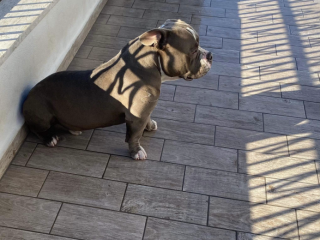 American Bully pocket