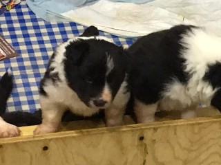 CUCCIOLI DI BORDER COLLIE