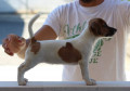 jack-russell-terrier-small-2
