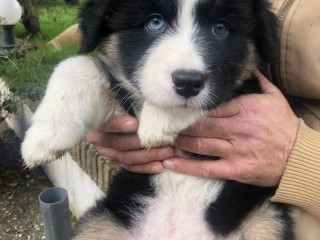 Cucciolo di Australian Shepherd