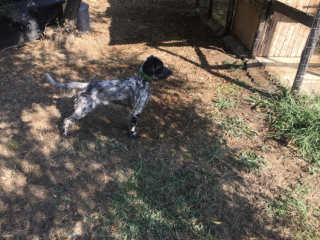 Setter Inglese femmina di 2 anni