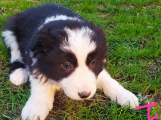 Border collie