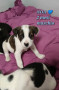 cuccioli-in-adozione-small-3