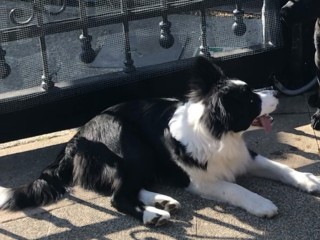 Border collie