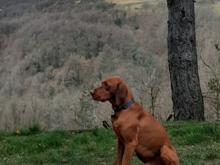 Bracco ungherese vizsla