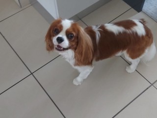 Cavalier king disponibile