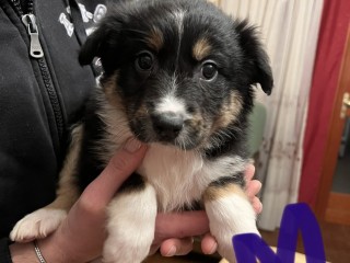 Cuccioli Border Collie