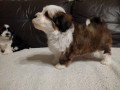 cucciolo-maschio-di-2-mesi-di-razza-bichon-havanese-small-1