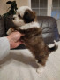 cucciolo-maschio-di-2-mesi-di-razza-bichon-havanese-small-2