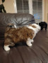 cucciolo-maschio-di-2-mesi-di-razza-bichon-havanese-small-0