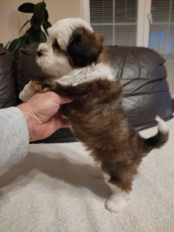 cucciolo-maschio-di-2-mesi-di-razza-bichon-havanese-big-2