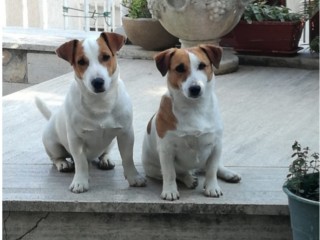 Cuccioli jack russell