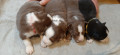 8-cuccioli-pastore-australiano-small-4