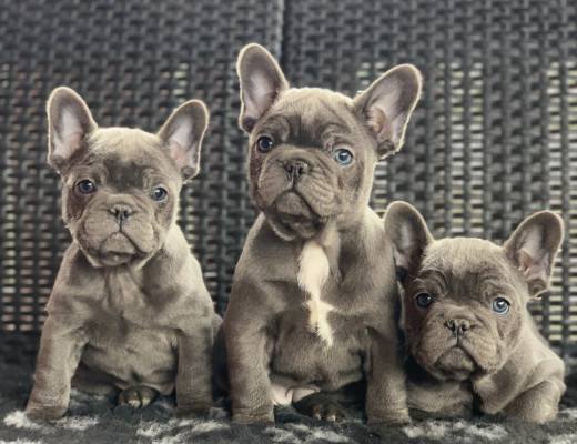 Cuccioli Bulldog Francese Blu