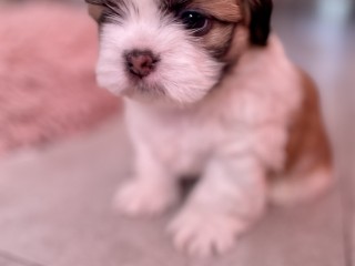 Shihtzu