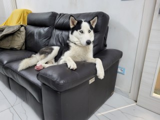 Siberian husky disponibile per monta