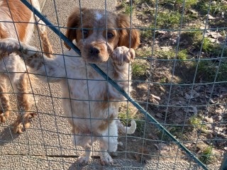 Cucciolo di epagneul breton