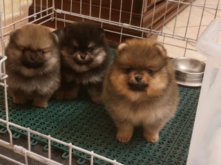 Spitz Tedesco Nano " Pomerania "