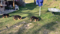 cuccioli-pastore-tedesco-small-0