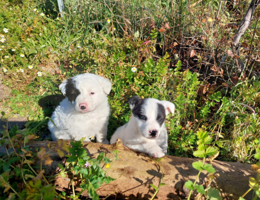 Kora e Spotty, due cucciolini dolci aspettano una casa