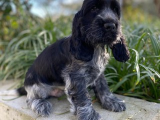 Cucciolo cocker spaniel