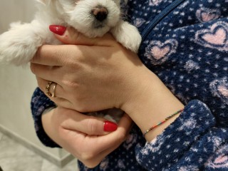 Cuccioli di maltese