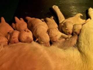 Labradors Retrievers gialli