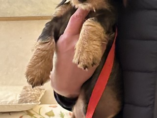 Cucciolo bassotto a pelo duro, pedigree, 3 mesi, maschio