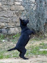 cucciolo-con-pelo-di-razza-xoloitzcuintle-small-3