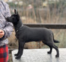 cucciolo-con-pelo-di-razza-xoloitzcuintle-small-5