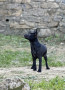 cucciolo-con-pelo-di-razza-xoloitzcuintle-small-1